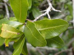 Image result for Ochna arborea