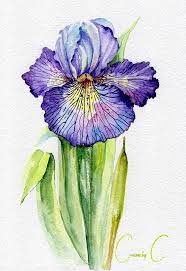 Iris Flowers Purple Blue Pink Green Yellow Watercolor Flower Drawing Iris Flowers Iris Painting
