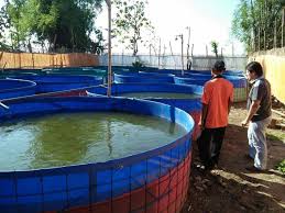 Sukses Budidaya Udang Vaname Di Kolam Terpal Caracek Net