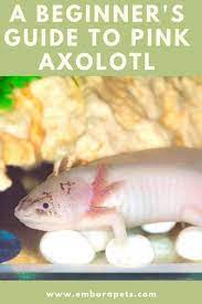 Thinking About Owning A Pink Axolotl Or Already Have One And Aren T Sure About What To Do In This Article You Will Find A Gu Axolotl Axolotl Pet Axolotl Care