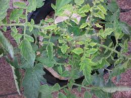 Check spelling or type a new query. My Tomato Plant New Leaves Are Turning Yellow And Shriveling Up