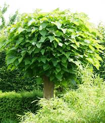 Ein garten ist ein lebender organismus. Baume Im Garten Zierde Und Schattenspender Bauen De