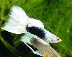 Guppy balığı resmi