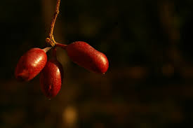 Image result for Cleistochlamys