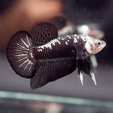 Premium Grade Live Betta Fish Male Super Black Samurai Halfmoon Plakat 55 Aquarium Fish For Sale Live Aquarium Fish Betta Fish