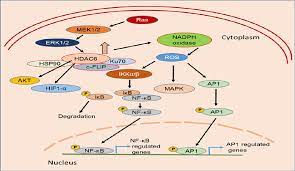 Role Of Histone Deacetylases 6 Hdac6 In Cancers Semantic Scholar