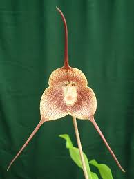 Dracula Cultural Notes – Tasmanian ...