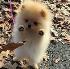 pin ot polzovatelya taisa affinskaya na doske cute detenyshi zhivotnyh shenki samye milye zhivotnye