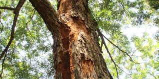 How to identify tree by their bark is particularly important during winter months when deciduous trees have lost their leaves. Lightning Damage To Trees Arborilogical