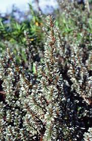 Image result for Alchemilla johnstonii