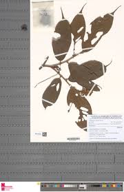 Image result for Grewia barombiensis