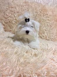 Find maltese dogs and puppies from south dakota breeders. Fur Tails Pets Shop Pet Grooming Spa In Dubai Mini Maltese Puppy For Sale In Dubai With Health Guarantee Physical Type Miniature Size Adult Weight 2kg To 2 5 Kg