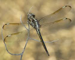 Image result for Chamaeclitandra