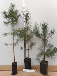 Image result for Pinus