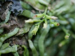 Image result for Taeniophyllum