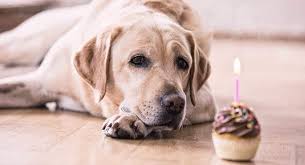Maybe you would like to learn more about one of these? Why Do Dogs Like Eating Chocolate Dog Ate Chocolate Dog Ages Dog Eating
