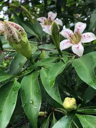 Image result for Rothmannia longiflora