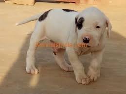 8307544106 indian bully kutta pakistani bully puppies bully kutta pakistani bully kutta drove my car out of city during lockdown to buy a new bully kutta puppy ??? Pure Breed Indian Mastiff Bully Kutta Pups Available