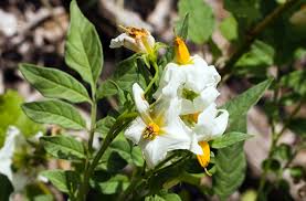 Image result for Solanum sp.no.2