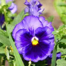 Purple Pansy The Color Purple Is Often Used To Symbolize Remembrance But Did You Know That Pansies Are Too Derived Fr Pansies Flowers Pansies Purple Pansy