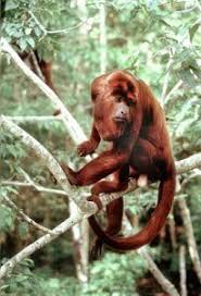 Tropical rainforests and animals inhabiting these forests have been falling victim to the ravenous beast of human development since ages. Creatures List Animals Of The Amazon Rainforest