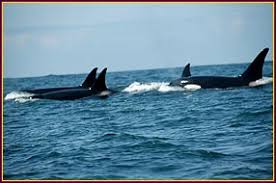 If you have time and binoculars, also visit one of the state parks where you can view whales. Best Whale Watching Depoe Bay Oregon Tradewinds Charters