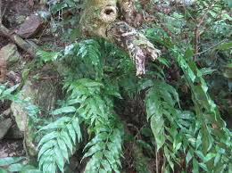 Image result for Asplenium gemmiferum