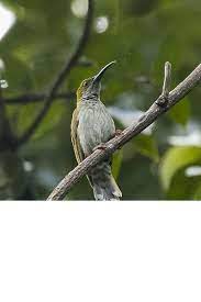 More images for burung pijantung jantan dan betina » Mengenal Burung Pijantung Gunung Sebagai Burung Ocehan Yang Dilindungi Steemit