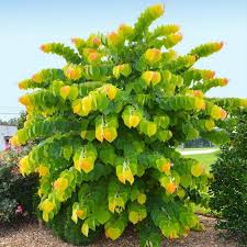 Pink forest pansy redbud flowering tree in pot (l1071) The Rising Sun Redbud Trees For Sale Fastgrowingtrees Com