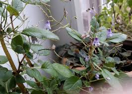 Image result for Streptocarpus eylesii