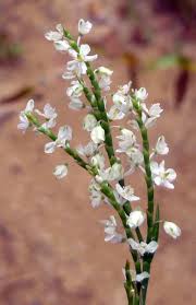 Maybe you would like to learn more about one of these? Mid September Wildflowers New Hampshire Garden Solutions