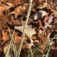 Image result for Sporobolus africanus