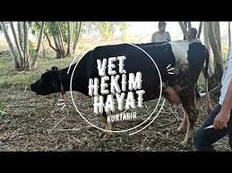 Ineklerde Mantar Hastaligi Youtube