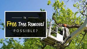 Free Tree Removal Tree Removal Tree Tree Removal Cost