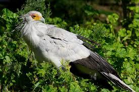 The secretary bird or sagittarius serpentarius is a large, mostly terrestrial bird of prey. Secretary Bird San Diego Zoo Animals Plants