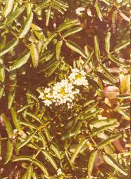 Image result for Rorippa nasturtium-aquaticum