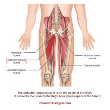 The hip muscles are going to be slip into hip muscles and gluteal muscles. Adductor Longus Muscle Groin Thigh Hip Joint Knee Pain The Wellness Digest