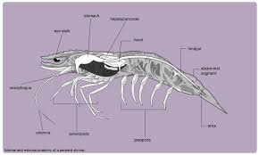 Shrimp Anatomy Diagram Betta Fish Tank Animal Classification Shrimp