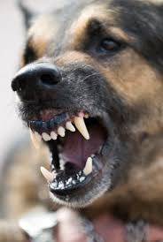 A Dog With Long Teeth Like a Dracula #dogs #pets #dog #Adopt #love #cute  #animals #puppy | Dog attack, Reactive dog, Angry dog