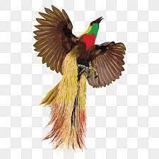 Bird Of Paradise Vector Image With A White Background Bird Of Paradise Creative Identity Png And Vector With Transparent Background For Free Download Birds Of Paradise Black And White Tree White