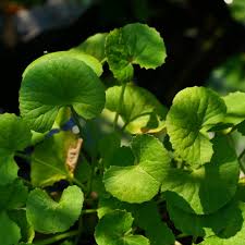 Image result for Centella asiatica