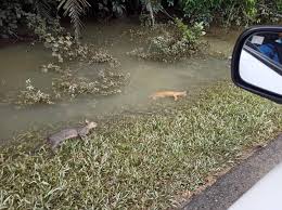 Kerajaan negeri akan terus mempertahankan kawasan hutan ulu muda daripada pembalakan untuk menjaga kawasan tadahan air bagi kegunaan domestik, pertanian dan industri di negeri ini, perlis dan pulau pinang. Inilah Hasil Penebangan Hutan Penarahan Persatuan Haiwan Malaysia Malaysia Animal Association Facebook