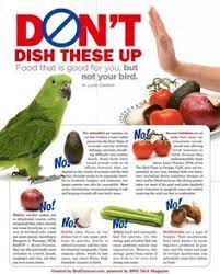 Tomatoes are highly acidic and can cause ulcer or stomach upset when fed on a regular basis. 83 Zhako Ideas Papugi Tvarinnij Svit Ptahi