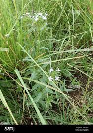 Image result for Conostomium natalense