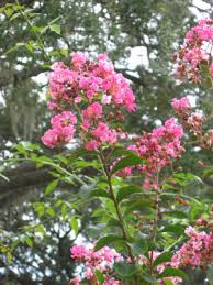 Flowering cherries and redbuds are harbingers of spring, with early blooms. Flowering Trees