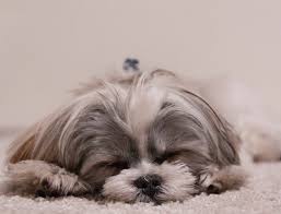 Um fato obvio é que quase todos os cachorros pequenos, são fofinhos e bonitinhos, mas muitos cachorros pequenos acabam crescendo, e isso. As 16 Racas De Cachorro Pequeno Mais Populares E Fofas Maiores E Melhores