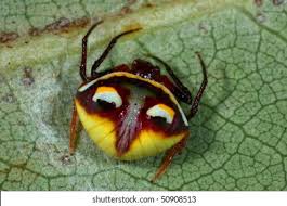 Image result for Poecilostachys