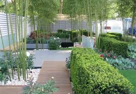 Seedlings grow to a height of 4 inches or more in the first month. Afraid To Grow Bamboo Garden Plants In Your Garden Steemit