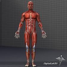 Animate the model to show the articulation of a muscle with the motion function. 3d Model Human Male Muscular System Cgtrader