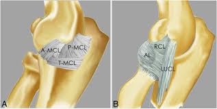 The american journal of sports medicine. The Elbow Review Of Anatomy And Common Collateral Ligament Complex Pathology Using Mri Springerlink